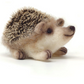 The Crafty Kit Company.  Baby Hedgehog Needle Felting Kit